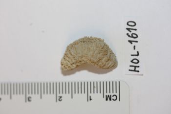 Media type: image;   Invertebrate Zoology HOL-1610 Description: Preserved specimen.;